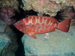 Glass eye Fish by Stephen Seymour 